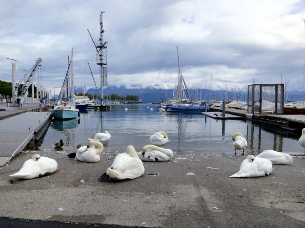 Swans run Switzerland - it's a fact. 